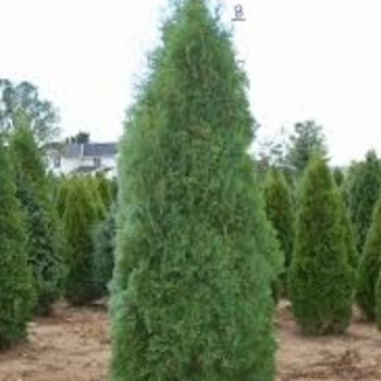 Thuja occidentalis 'Pyramidalis' 