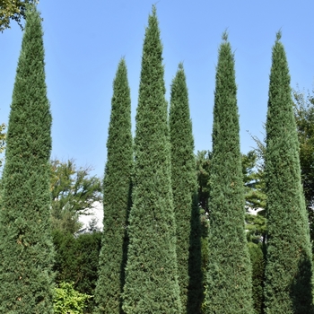 Juniperus virginiana 'Taylor' 