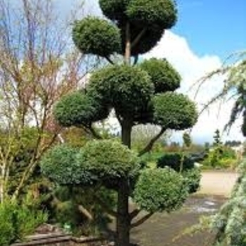 Pinus sylvestris 'French Blue' 