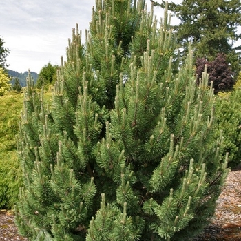 Pinus mugo 'Tannenbaum' 