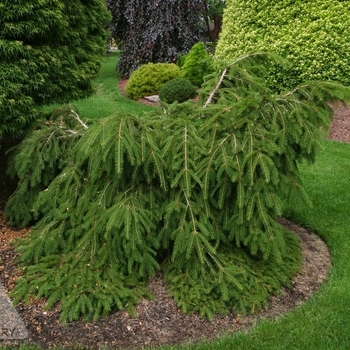 Picea abies 'Formanek' 