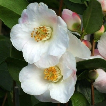 Camellia japonica 'Tricolor' 