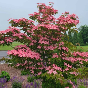 Cornus 'Rutpink' PP28311