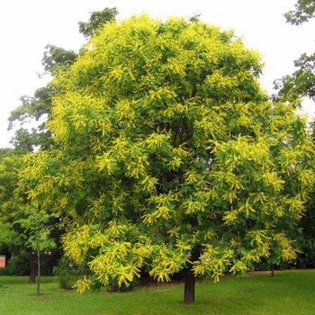 Koelreuteria paniculata 'JFS-Sunleaf' 