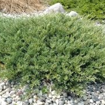 Juniperus horizontalis 'Plumosa Compacta' 