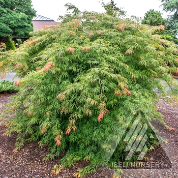 Acer x pseudosieboldianum 'IsIID' 