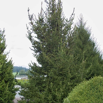 Picea abies 'Hillside Upright' 