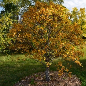 Betula costata 'CinnDak' 