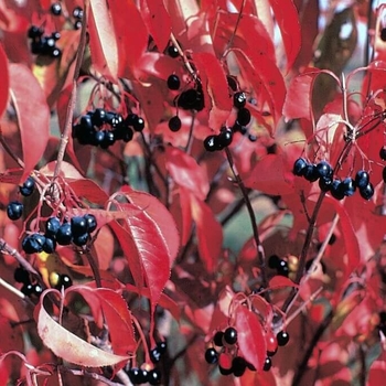 Viburnum prunifolium 'Summer Magic' 