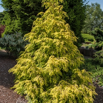 Tsuga canadensis 'Golden Splendor' 