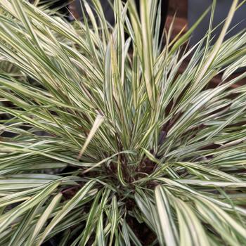 Hakonechloa macra 'Lime Zest™'