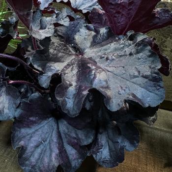 Heuchera Forever® 'Midnight' (277030)