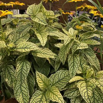 Heliopsis 'Variegated Oriole' 