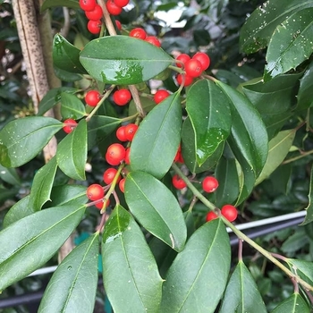 Ilex x attenuata 'Eagleston' 