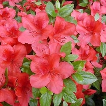 Rhododendron Glenn Dale hybrid 'Red Bird' 