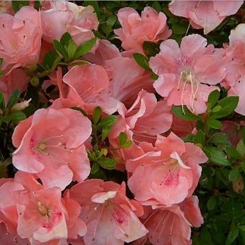 Rhododendron Satsuki hybrid 'Wakaebisu' 