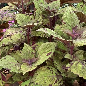 Coleus scutellarioides 'Marble Mania' 