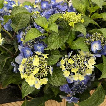 Hydrangea macrophylla 'Bailmacsix' PP33703