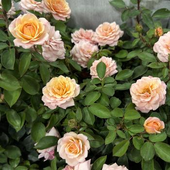 Rosa Easy Elegance® '' (277062)