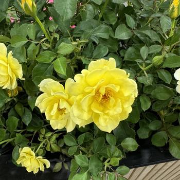 Rosa 'BAIine' PP16,659