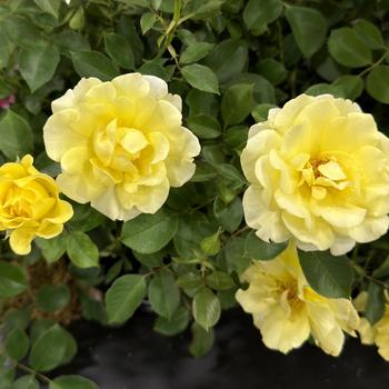 Rosa Easy Elegance® '' (277064)