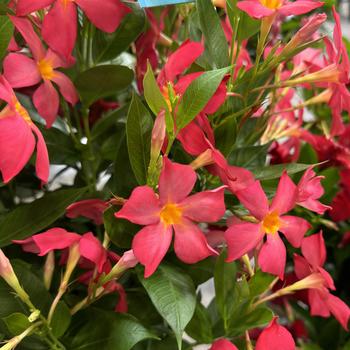 Mandevilla 'Firedup Coral' 