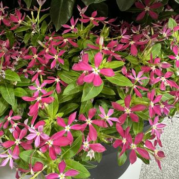 Catharanthus Soiree kawaii® '' (277067)