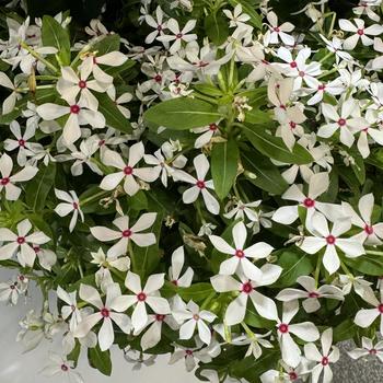 Catharanthus Soiree kawaii® 'White Peppermint' (277068)