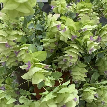 Origanum 'Bellissimo' (277071)