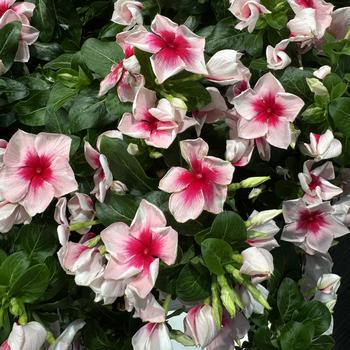 Catharanthus roseus 'Blush Splash' 