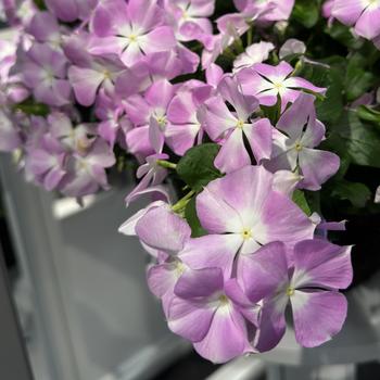 Catharanthus roseus Nirvana® XDR '' (277073)