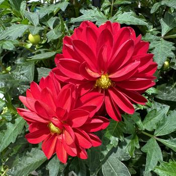 Dahlia City Lights™ 'Red' (277074)