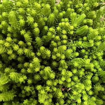 Sedum sexangulare 'Green Citrine' 