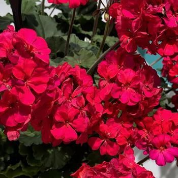 Pelargonium x hortorum Super Moon™ '' (277079)