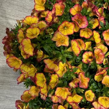 Calibrachoa 'Uno Ember Eclipse' 