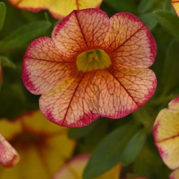 Calibrachoa MiniFamous® 'Uno Ember Eclipse' (277089)