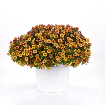 Calibrachoa MiniFamous® 'Uno Ember Eclipse' (277090)