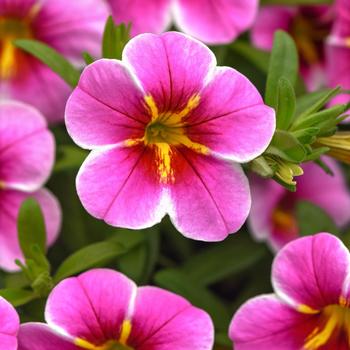 Calibrachoa 'Uno Pink Star' 