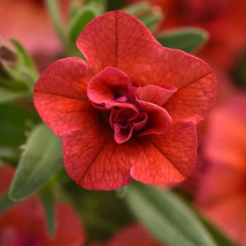 Calibrachoa 'Uno Double Orange' 