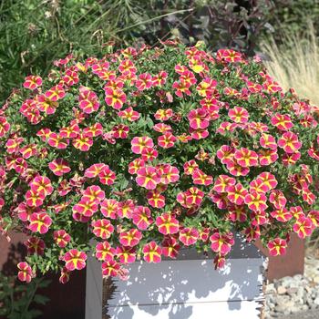 Calibrachoa MiniFamous® Neo 'Red Shuffle' (277098)