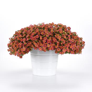 Calibrachoa MiniFamous® Neo 'Red Shuffle' (277099)