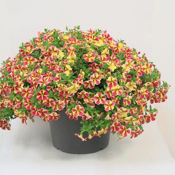 Calibrachoa MiniFamous® Neo 'Red Shuffle' (277100)