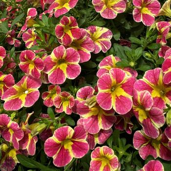 Calibrachoa 'Red Shuffle' 