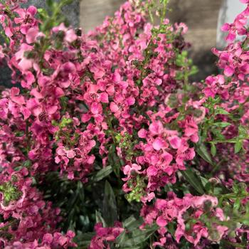 Angelonia angustifolia 'Balangflorc' 