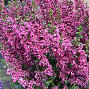 Angelonia angustifolia 'Berry Sparkler' 