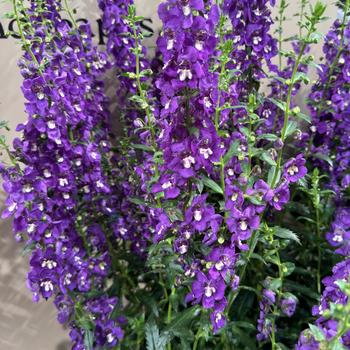 Angelonia angustifolia