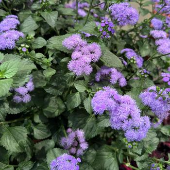 Ageratum houstonianum 'Monarch Magic™' (277110)