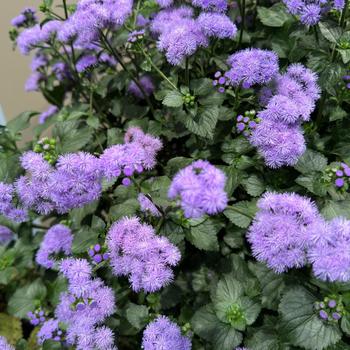 Ageratum houstonianum 'Monarch Magic™' 