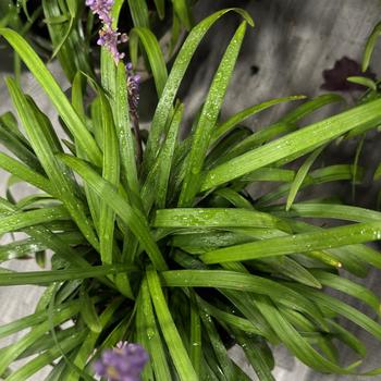 Liriope muscari 'Royal Purple' (277118)