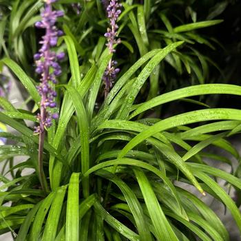 Liriope muscari 'Royal Purple' 